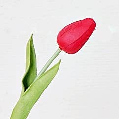 75438- 15inL real touch Tulip Bud Stem-RED-
