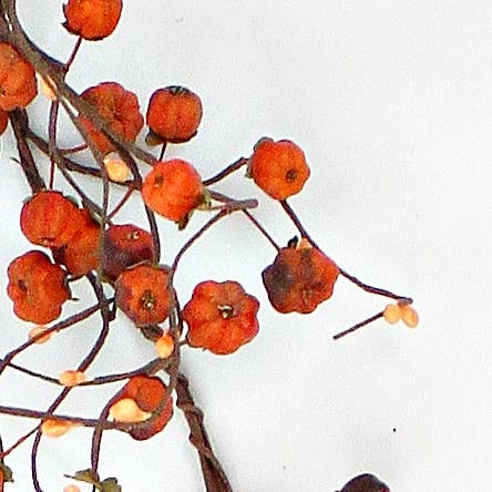ISB15993- 4ft Podka and Pips wispy garland